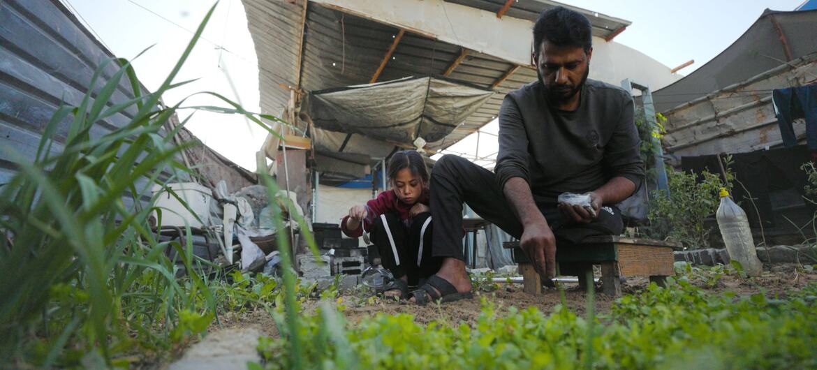 Gaza : seuls 3 % des terres agricoles restent accessibles et intactes !